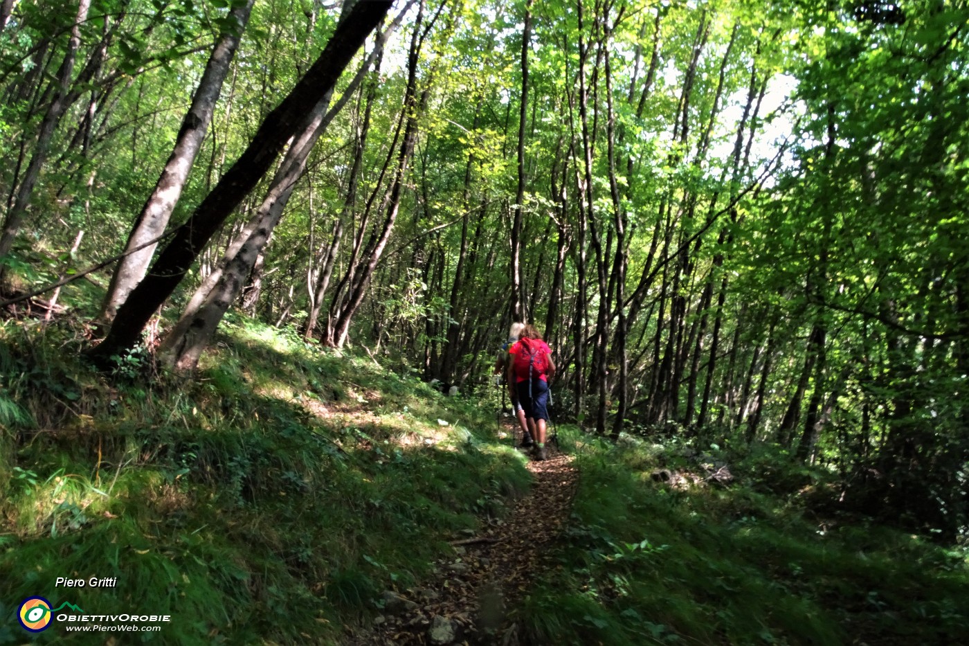 14 Nel bosco di prevalenti carpini neri.JPG